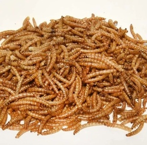 Gia cầm Chứng Khoán với sống mealworm động vật thức ăn phụ gia cho ngựa gia súc lợn cá chó - Product Image 5