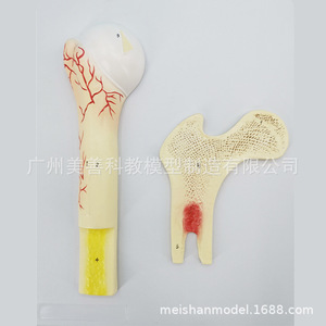 Modèle de structure osseuse : os épongeux, os compact, os Haver, cartilage périostal, modèle pédagogique orthopédique humain. - Product Image 3