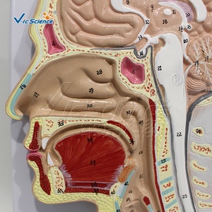 Modèle de structure crânienne à coupe sagittale étiqueté pour la communication avec les patients en clinique ORL hospitalière et l'exposition scientifique populaire ISO/ROHS/CNAS - Product Image 3