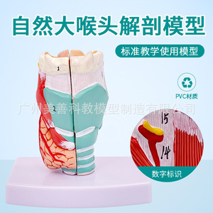 Anatomie naturelle du larynx, modèle pharyngé, spécimen anatomique du larynx, vaisseaux sanguins du larynx, glande thyroïde, larynx - Product Image 2