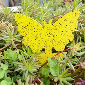 <strong>Best</strong> Selling High Quality Durable Yellow Sticky Trap Various Glue Insect <strong>Fly</strong> <strong>Killer</strong> Designed by Come to Insect State Gel - Product Image 1