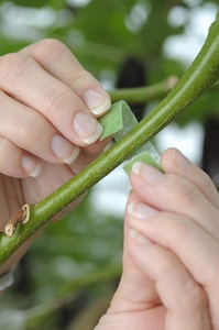 75 ft par 1/<span class=keywords><strong>2</strong></span> Coupé à longueur Supports pour Plantes pour Efficace Croissante Forte Jardinage Poignées Jardin Cravates Végétales - Product Image 5