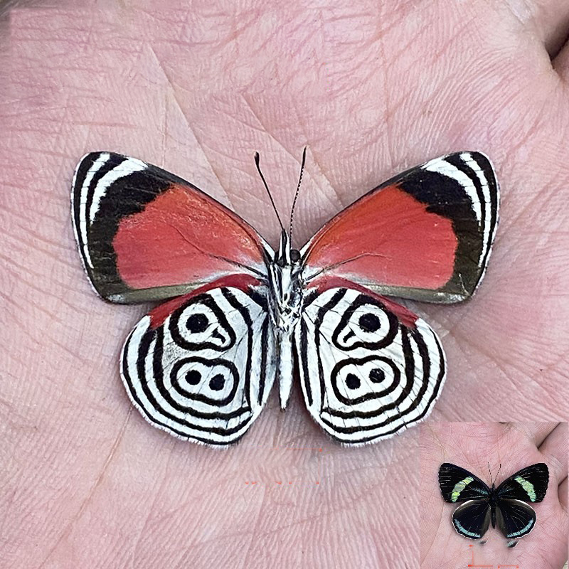 Digital butterfly