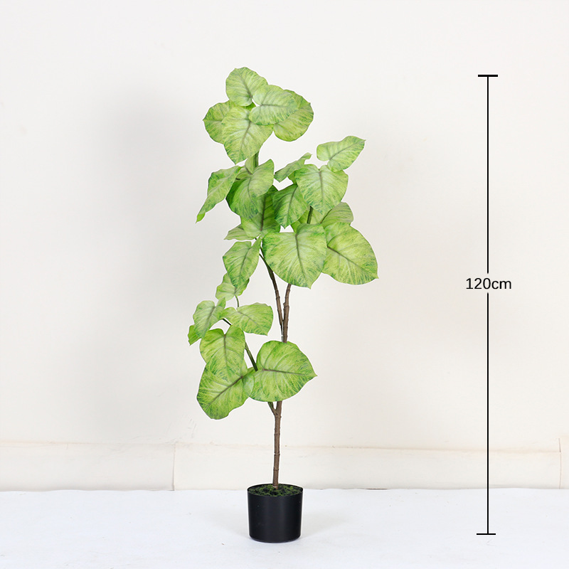Ficus à feuilles de coeur, blanc et vert, 120cm