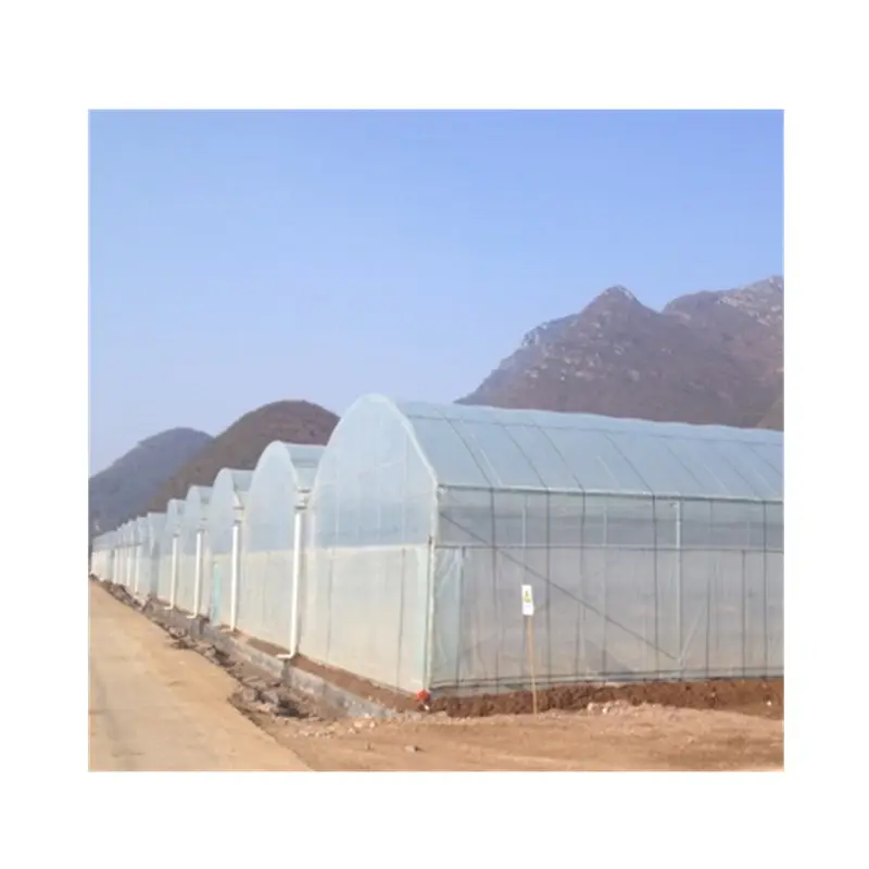 Invernadero hidropónico para agricultura, invernadero de alta calidad, precio barato