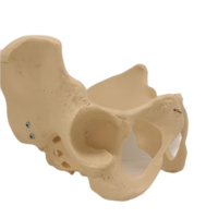 Équipement éducatif médical Pelvis de femme en PVC
