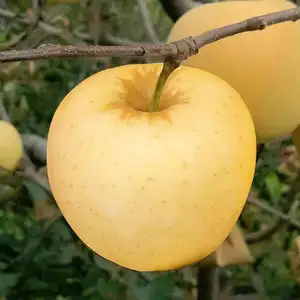 Fresh And Sweet Chinese Golden Delicious Apples