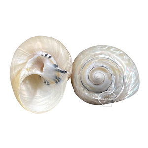 Cangrejo ermitaño de concha <span class=keywords><strong>King</strong></span> Kong pulido natural reemplaza la Concha de Concha a la venta - Product Image 2