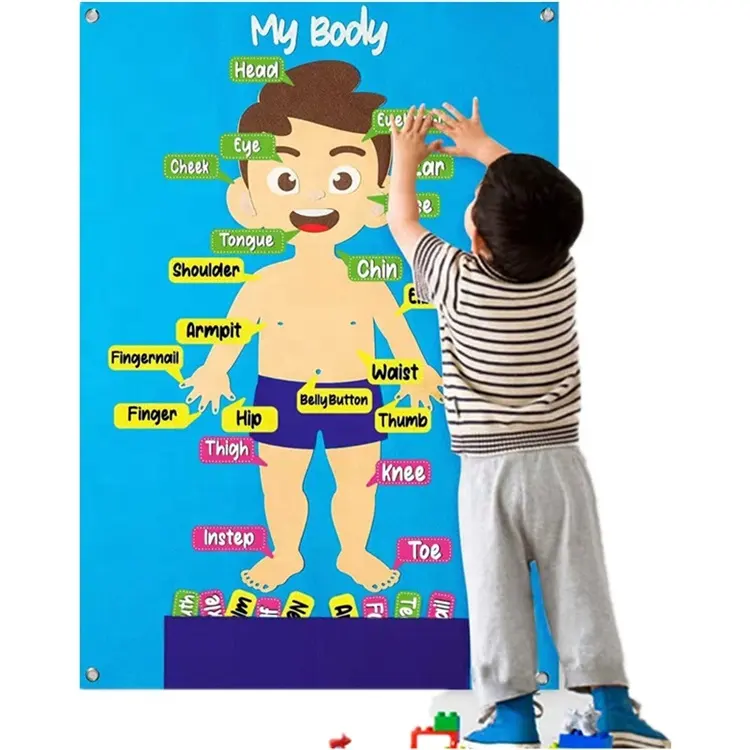 Yeni toptan Montessori erken eğitici oyuncak duyusal öğrenme kartı keçe vücut tanıma oyuncaklar