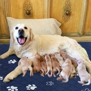 Precio bajo 100% a prueba de fugas, reutilizable, superabsorbente, antideslizante, almohadilla de entrenamiento para mascotas, entrenador de orina para cachorros y perros, suministros de entrenamiento para mascotas - Product Image 3