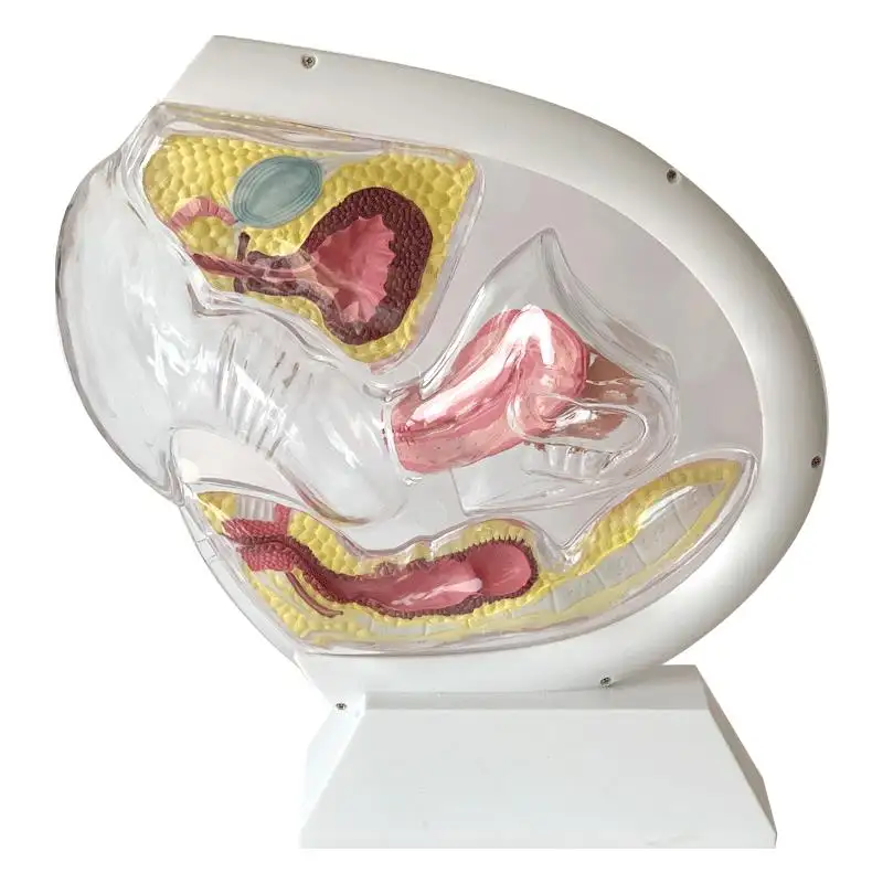 Modèle de système reproducteur féminin KyrenMed Modèle d'utérus transparent Modèle anatomique pelvien détachable pour l'enseignement de la coupe menstruelle