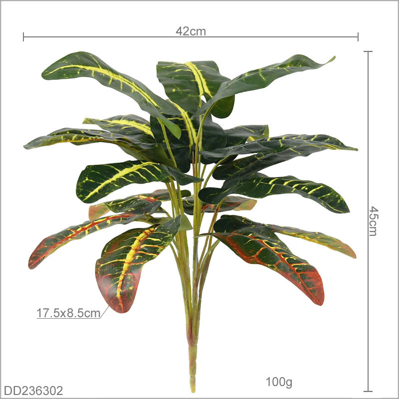 Codiaeum Variegatum