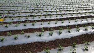 Feuille de paillage en plastique agricole PE, <span class=keywords><strong>film</strong></span> de paillette avec différents trous - Product Image 4