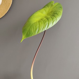 Foglie di Loto Artificiali all'Ingrosso - Steli di <span class=keywords><strong>Ninfea</strong></span> Finta Realistiche al Tatto per Composizioni Floreali, Decorazioni per la Casa e Matrimoni - Product Image 1