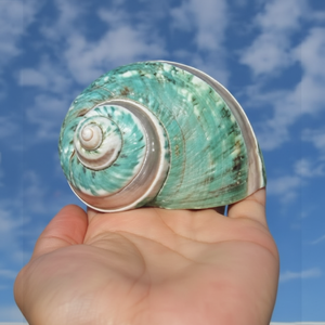 Elegantes Conchas Turbo Burgess de Vietnam - Nuevo Mejor Precio para Decoraciones Naturales de Conchas Pulidas con Tacto Real, Estilo Animal - Product Image 1