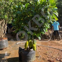 HOKBG 200 galon 760 Litre Anti-UV tugas berat anyaman tumbuh tas pohon jackhead tas menanam