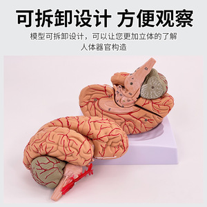 Modèle authentique d'anatomie du cerveau humain avec 9 parties détachables, y compris les ventouses et la neurologie. - Product Image 4