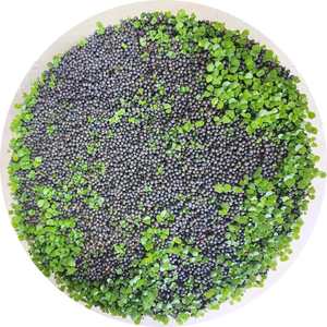 <span class=keywords><strong>Engrais</strong></span> <span class=keywords><strong>pour</strong></span> <span class=keywords><strong>plantes</strong></span> d'aquarium Aqua Black Soil <span class=keywords><strong>pour</strong></span> <span class=keywords><strong>plantes</strong></span> <span class=keywords><strong>aquatiques</strong></span> - Product Image 1