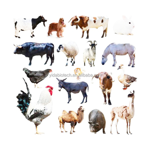 Aditif Asam Amino Unggas Berkualitas Tinggi L-lysine Hcl 98.5%/ Lysine Kelas Pakan 657-27-2 - Product Image 2