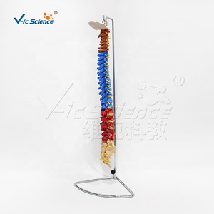 Modelo de <span class=keywords><strong>esqueleto</strong></span> de columna vertebral de Color de ciencia médica, modelo de educación médica de Anatomía de columna vertebral, <span class=keywords><strong>esqueleto</strong></span> de tamaño real - Product Image 4