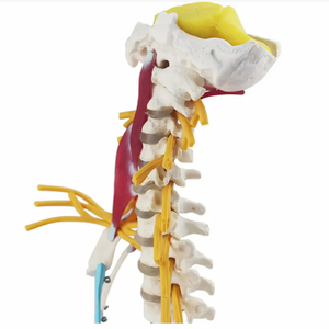 Modèle de colonne cervicale modèle de vertèbre cervicale modèle de <span class=keywords><strong>squelette</strong></span> humain pour l'enseignement des sciences médicales - Product Image 6