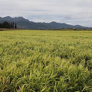 Poudre de <span class=keywords><strong>gingembre</strong></span> au <span class=keywords><strong>miel</strong></span> de qualité alimentaire, thé biologique santé aux saveurs variées, cru et frais, emballage sous vide ou en vrac en boîte - Product Image 6