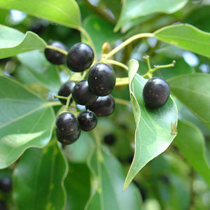 Fournisseurs Vente en gros Prix de gros <span class=keywords><strong>Huile</strong></span> <span class=keywords><strong>essentielle</strong></span> de camphre pour la fabrication de bougies <span class=keywords><strong>Huile</strong></span> <span class=keywords><strong>essentielle</strong></span> de camphre pure naturelle biologique - Product Image 6