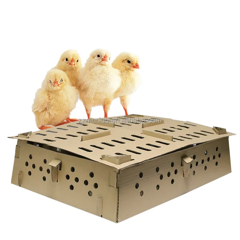 Dag Oud Kuikens Transport Doos Verdeeld Transporteren Carton Dragen Chick Dozen