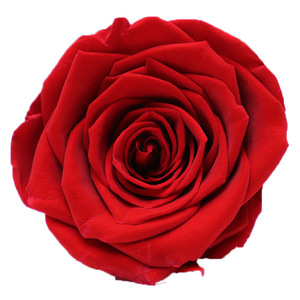 Valentine's Day Graduation Christmas <strong>Gift</strong> Wholesale Preserved Roses 8 Pcs Customized Long Lasting 3-5 Years Home Decoration - Product Image 5