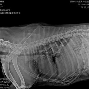 OSCAT獣医用<span class=keywords><strong>DR</strong></span> X線装置 32KW据置型<span class=keywords><strong>DR</strong></span> AI搭載 獣医用機器 フラットパネル検出器付き ペット病院向け - Product Image 6