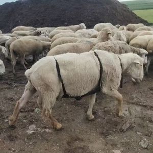 Dispositif anti-matings pour moutons, combinaison de stérilisation respirante en polyester, instrument d'insémination vétérinaire durable - Product Image 3