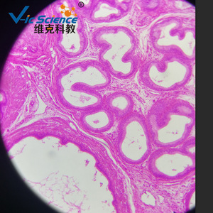 Factory direct supply of <b>microscope</b> slides, animal tissues, epididymal sections, and biology teaching equipment. - Product Image 4
