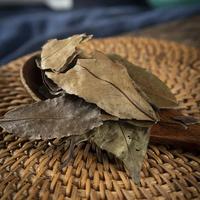 Produits à base de plantes chinoises Dong Qing Ye Holly Leaf, Ilex Chinensis Sims de haute qualité. Ingrédients alimentaires pour les herbes aromatiques et les feuilles de plantes médicinales