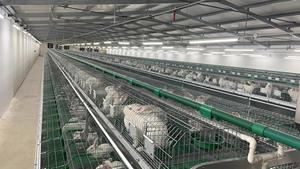 กรงกระต่ายชุบสังกะสีสำหรับ<span class=keywords><strong>ฟาร์ม</strong></span><span class=keywords><strong>กระต่าย</strong></span><span class=keywords><strong>เนื้อ</strong></span>ในยูกันดา - Product Image 6