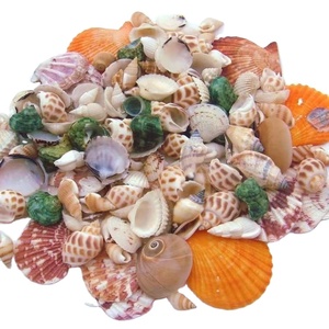 Premium Handcrafted Decorative Conch <strong>Shells</strong> for Home Decor Wedding Party Centerpiece DIY Art Conch <strong>Shell</strong> - Product Image 3