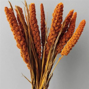 Oreilles de Millet éternel Fleur éternelle Oreilles de riz à l'eau Fleurs <span class=keywords><strong>séchées</strong></span> Millet Millet Décoration de la maison Cultures rurales - Product Image 4