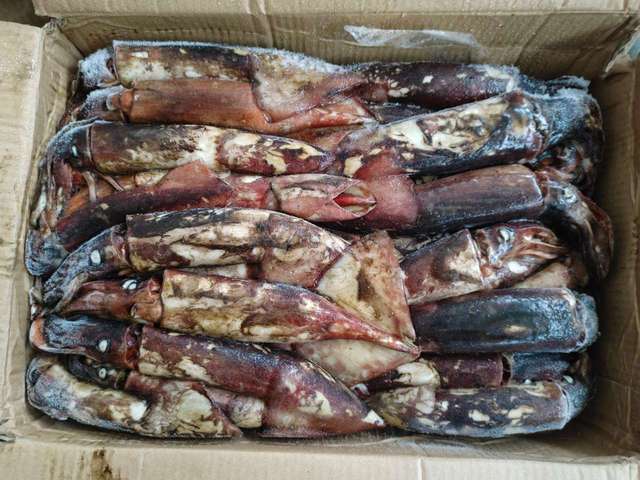 South Pacific Squid, Individually Quick Frozen Whole Round Squid with Size 100-300g, Wild-Caught Seafood for Wholesale