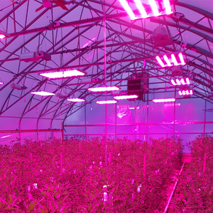 Đèn Led Trồng Cây Hortlight 320W 4 Bar, Đèn Led Điều Khiển Từ Xa Và Có Thể Điều Chỉnh Độ Sáng Cho Hoa Hồng - Product Image 4