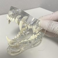 Modèle anatomique transparent de dent de chien, spécialement conçu pour les expériences d'enseignement médical CE/ISO