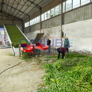 Máquina Deshidratadora de Menta Más Vendida, Equipo de Secado de Menta, Línea de Limpieza y Secado de Menta - Product Image 3