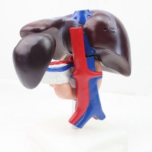 Foie pancréas duodénum modèle hépatobiliaire pancréas rate coeliaque humain organes internes système digestif enseignement médecine - Product Image 3