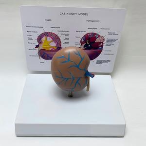 แบบจำลองกายวิภาคไตแมว โครงสร้างไตแมวแบบปกติและแบบผิดปกติ สำหรับ<span class=keywords><strong>การ</strong></span>สอนสัตวแพทย์ - Product Image 3