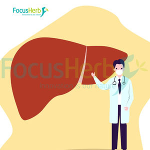 FocusHerb Stock d'Entrepôt Américain Vente en Gros Poudre de Spores de Champignon Reishi Biologique de Haute Qualité - Product Image 4