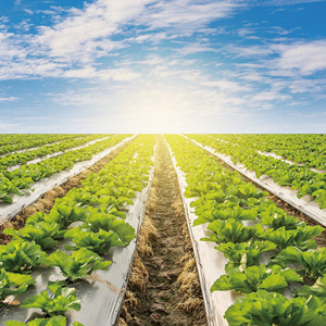 Meilleures ventes de feuilles de paillage noires économiques Produits agricoles en plastique pour l'agriculture - Product Image 3
