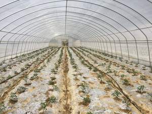 Nhà kính Đường Hầm phim một nhịp hiệu quả chi phí với hệ thống thông gió cho nông nghiệp - Product Image 6