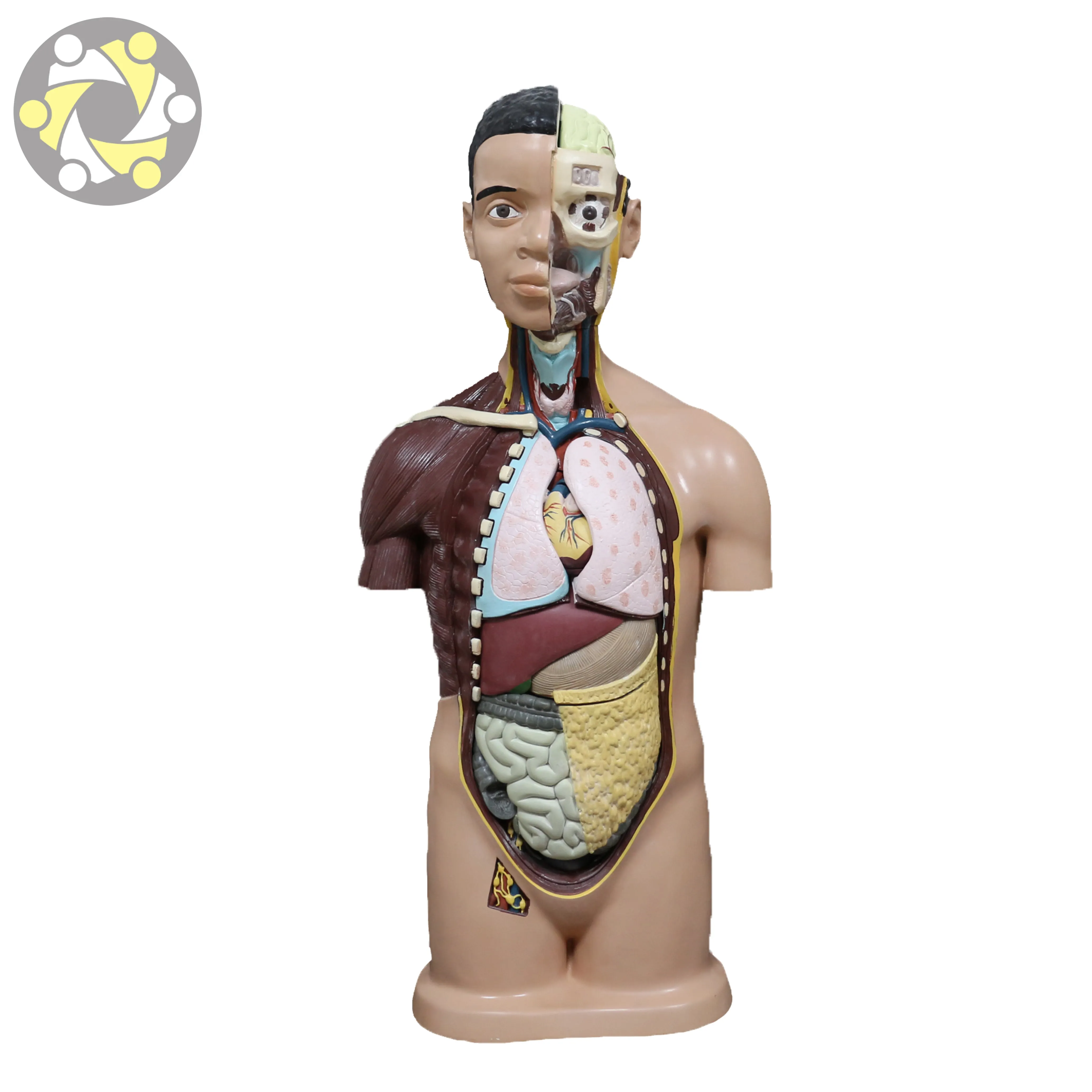 Mejor Precio 85 CM humanos Unisex Torso modelo anatómico