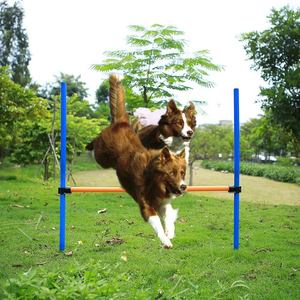 Equipo Profesional de Agilidad Canina Directo de Fábrica para Ejercicio al Aire Libre, Práctica Activa de Obediencia y Manejo Veterinario - Product Image 1