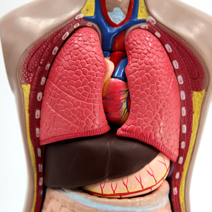 Modèle d'anatomie du torse humain Qinghua de 42 cm avec organes détachables, modèle pédagogique médical du cœur et des organes internes, jouet éducatif - Product Image 2
