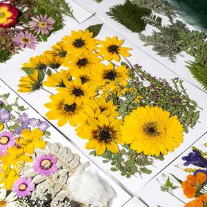 ZS031 veri fiori secchi pressati pianta naturale <span class=keywords><strong>fiore</strong></span> secco <span class=keywords><strong>per</strong></span> candela resina gioielli Nail Art cucina ciondolo creazione artigianale - Product Image 3