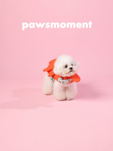 Chaleco Salvavidas para Perros PAWSMOMENT, Traje de Baño para Mascotas, Traje de Baño con Flotabilidad para Playa y Piscina con Alas Pequeñas, Divertido y Diseñado para Mascotas Pequeñas - Product Image 5